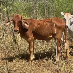 RIFA DE UMA BEZERRA