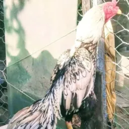 Criatório guerreiros empenados