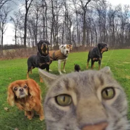 Compra e venda de animais Guarapuava e região