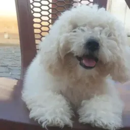 Vendas de cachorros de raça