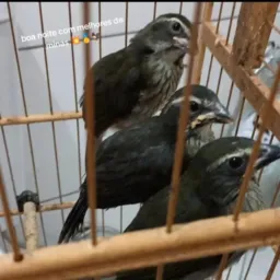 TERRINHA DOS DIFERENCIADO VENDA É ROLO 🥇💥🦅