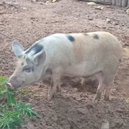 Rifa de um porco capado