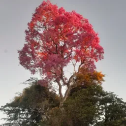 POCONÉ CIDADE ROSA
