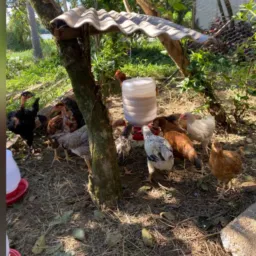 ANIMAIS DE SÍTIO ITAJAI E REGIÃO