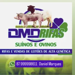 🐑🐷DMD RIFAS DE SUÍNOS E OUVINOS🐑🐖