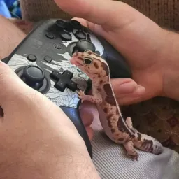 Gecko/Corn Snake RJ - BH🦎🐍