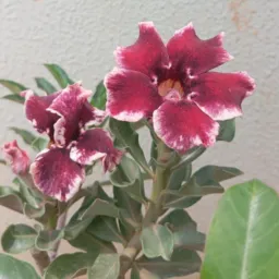 Rosas das amigas