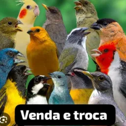 Grupo d pássaros Campina grande e região troca e venda
