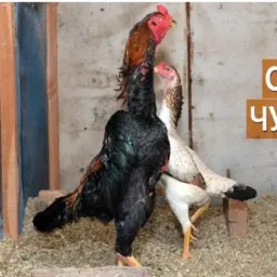 🐓14🦃Grupo🐎 comércio🦚 de animais🐦‍⬛ e 🐎 aves 🐕‍🦺