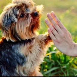 🐶MUNDO ANIMAL CBA E VG🐱 Mato Grosso🐶🐱