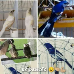 ~SÓ AZULÃO$ E TRINCA-FERRO$ TOP$🐦