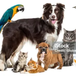 Animal perdido e doação Paranaíba 🐶🐱🐰🐖🐀🐮🦄