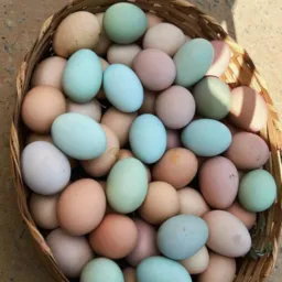 Compra e Venda Jaraguá go Caipira 🥚🍳🐔🌽🤠