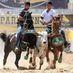 Vendas de cavalo em SE🐎