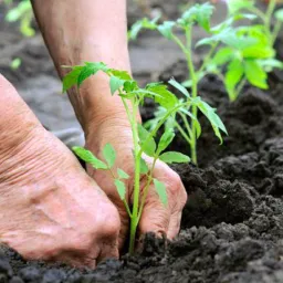 Troca,comp, vende plantas