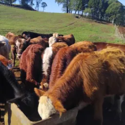 Vendas de gado em geral 🐂 fraiburgo,curitibanos e região 🐂🚨