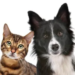 DOAÇÃO DE GATO E CACHORRO EM GOVERNADOR CELSO RAMOS