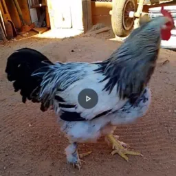 AVES DE BH E REGIÃO