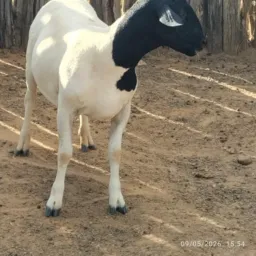 Rifa de hum carneiro mestiço Dorper