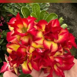 Flora da Ledda