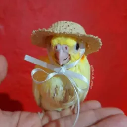 Ladrões de Figurinhas 🦧🦜