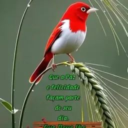 Gambira e amizade