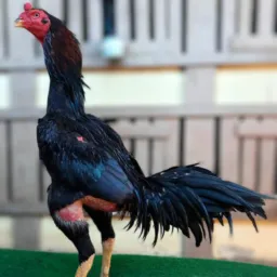 COCHEIRA MARANHÃO