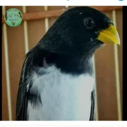 Criadores Dias d'Ávila Vs Camaçari 🐦⬛🐧🔥🍀✅