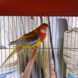 🤔🤔 AVES DO  Rio DE JANEIRO DDD 21 🕊️