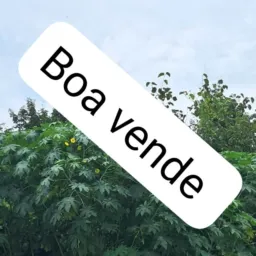 Grupo de venda cfs e região