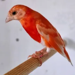SÓ TARIM FORMIGA E REGIÃO