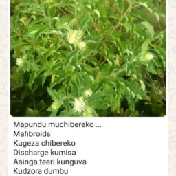 #02KURAPWA NEKUPEDZWA KWEZVIRWERE HERBAL GRPS