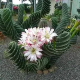 Flores em vida