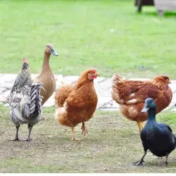 VENDA E TROCA ANIMAIS BQ🐔🐴🐰🐭🐹🐶