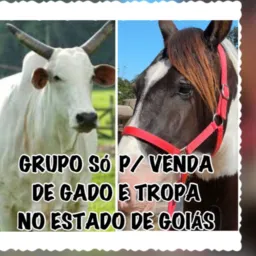 Só Gado, Tropa e AluguelDePasto SÓ em Goiás