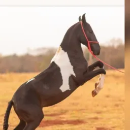 GRUPO  Haras M2 exclusivo