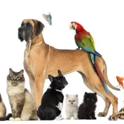 Vendas trocasAnimais 🐶🐱🐥🪿🐷