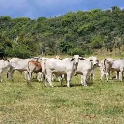 GRUPO DA PARAMBU