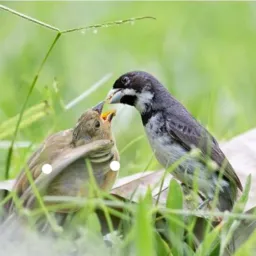 PÁSSAROS E ROLOS SANTA CRUZ DA SERRA🦅🦉🦇🐧🐦
