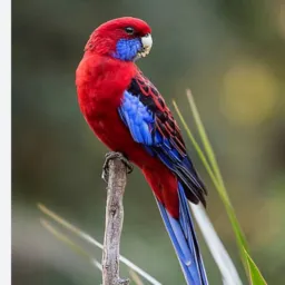 Aves exóticas de Aparecida
