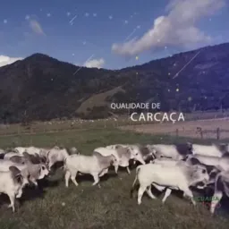 Pecuária todas regiãoes