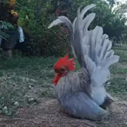 Amantes do Chabo IPATINGA
