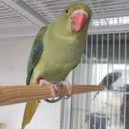 Psitacídeos Paraná
