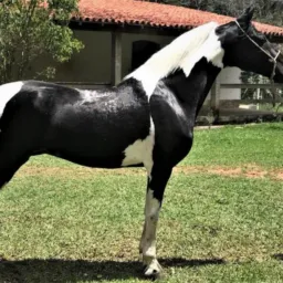 Catireiros de campo limpo