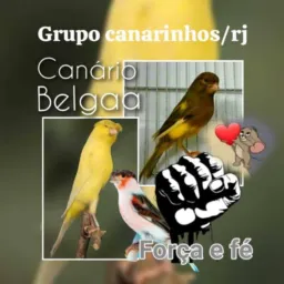 Grupo canarinhos/ rj