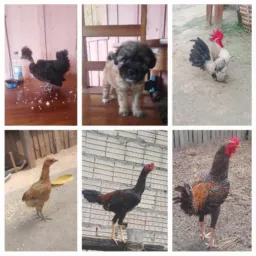 COMPRAS & VENDAS & DOAÇÕES DE AVES E ANIMAIS DE TAILÂNDIA & REGIÕES