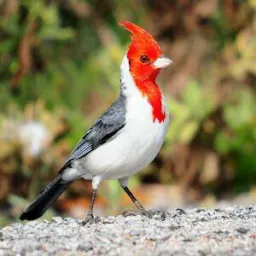 🕊Criadores de Guaíba🦅