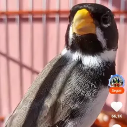 Amigos passarinho