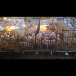 VENDAS & TROCAS DE ANIMAIS 🐄🐂🐎🐓🦚🦃