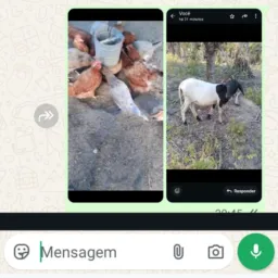 Rifa de um leitão